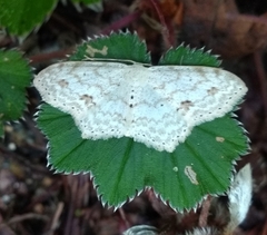 Scopula plantagenaria