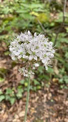 Allium decipiens quercetorum