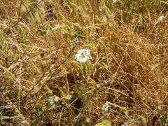 Daucus carota