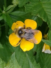 Bombus flavidus flavidus