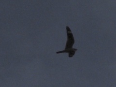 Chordeiles acutipennis