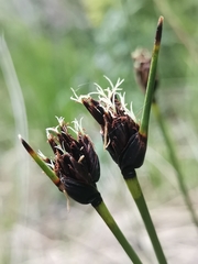 Schoenus nigricans