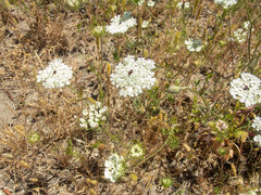 Daucus carota