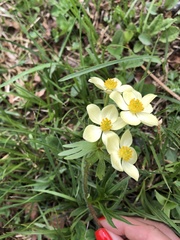 Anemonastrum speciosum