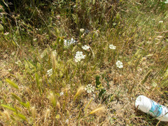 Daucus carota