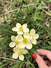Anemonastrum speciosum