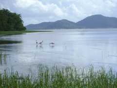 Platalea ajaja