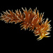 Sakuraeolis arcana - Photo (c) Bernard Picton,  זכויות יוצרים חלקיות (CC BY), הועלה על ידי Bernard Picton
