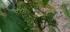 Vitis tiliifolia