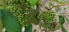 Vitis tiliifolia
