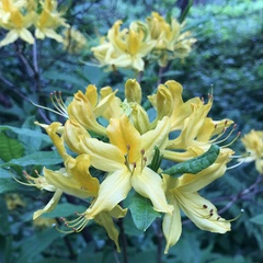 Rhododendron luteum