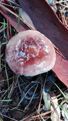 Russula capensis