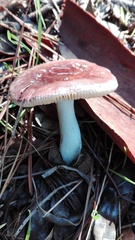 Russula capensis