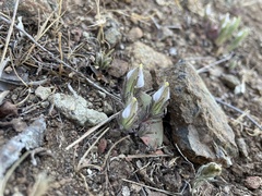 Cordylanthus nidularius