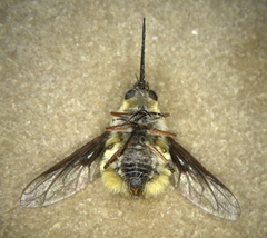 Bombylius mexicanus