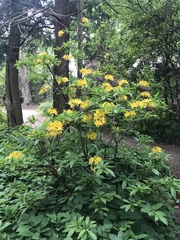 Rhododendron luteum