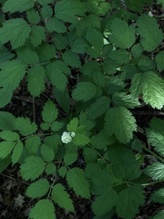 Actaea spicata