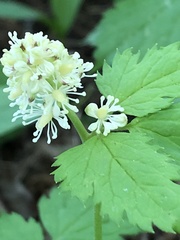 Actaea spicata