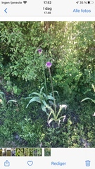 Allium giganteum
