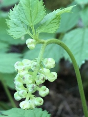 Actaea spicata