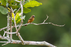 Sporophila angolensis