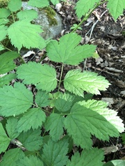 Actaea spicata