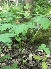 Actaea spicata