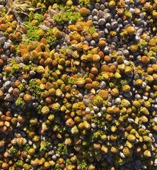 Dracophyllum muscoides