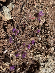 Monardella douglasii