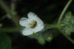 Chrysothemis panamensis