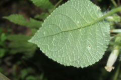 Chrysothemis panamensis
