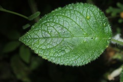 Chrysothemis panamensis