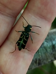 Xylotrechus antilope