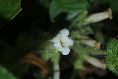 Chrysothemis panamensis