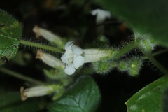 Chrysothemis panamensis