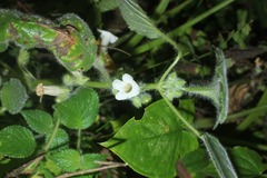 Chrysothemis panamensis