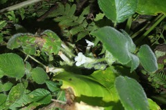 Chrysothemis panamensis