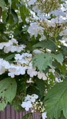 Viburnum opulus