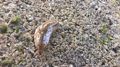 Leidyula portoricensis