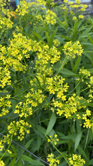 Bunias orientalis