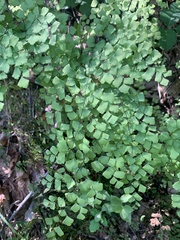 Adiantum shastense