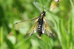 Libelloides hispanicus