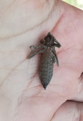 Cordulegaster boltonii