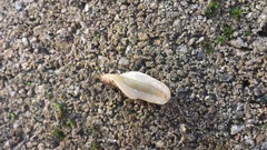 Leidyula portoricensis