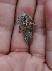 Cordulegaster boltonii