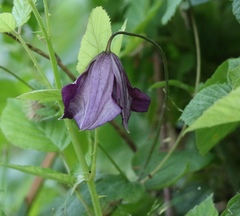 Clematis viticella