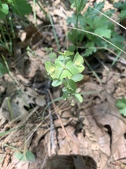 Euphorbia crenulata