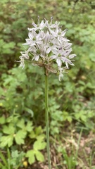 Allium decipiens quercetorum