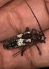 Enaphalodes taeniatus