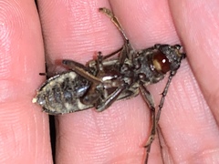 Enaphalodes taeniatus